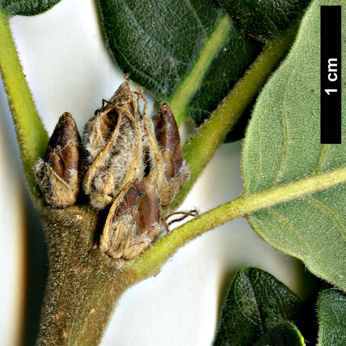 High resolution image: Family: Fagaceae - Genus: Quercus - Taxon: macranthera - SpeciesSub: subsp. syspirensis